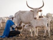 Pastoralism & the SDGs